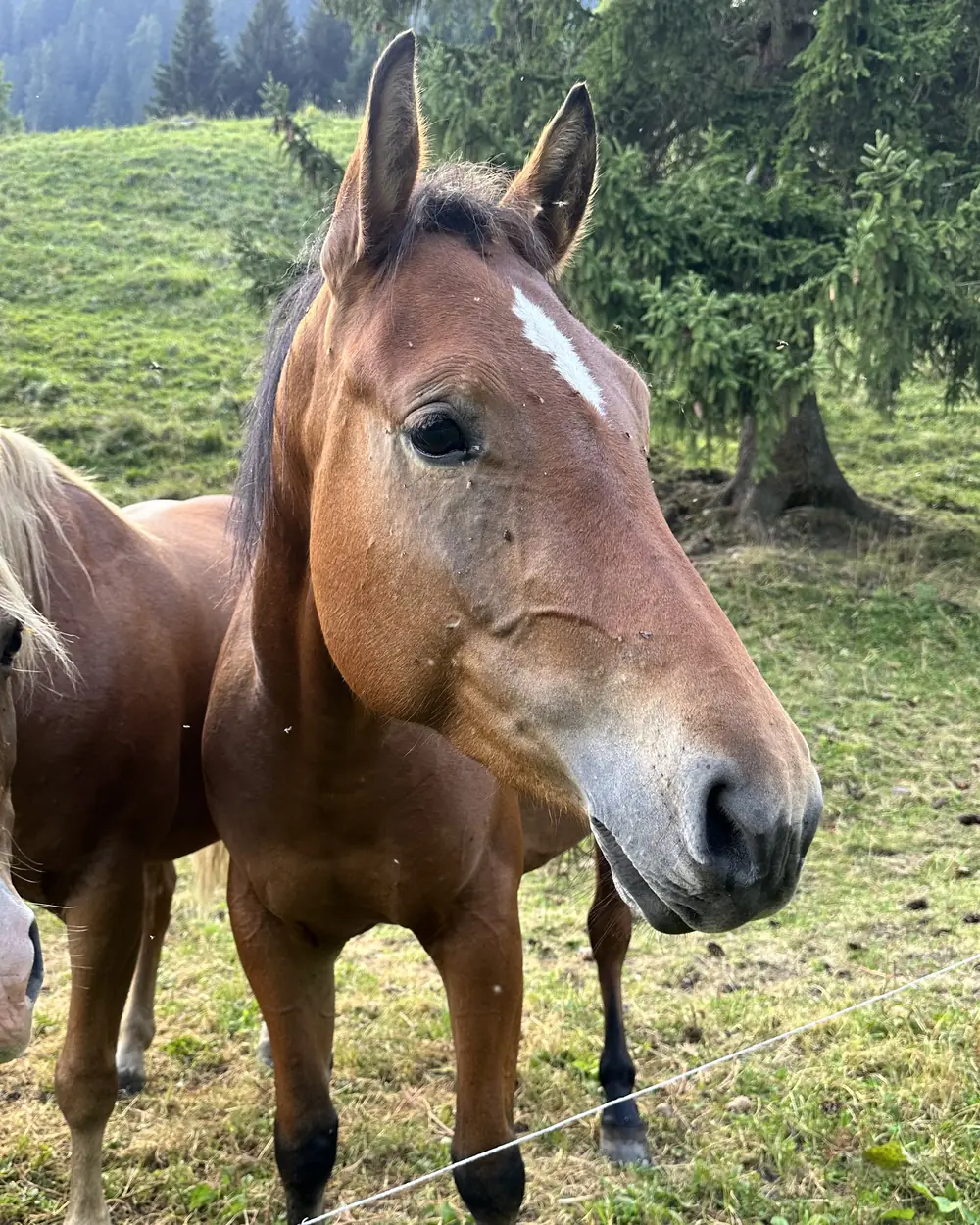 Merveille, cavalla baia con una piccola stella bianca in fronte, in un prato con abeti