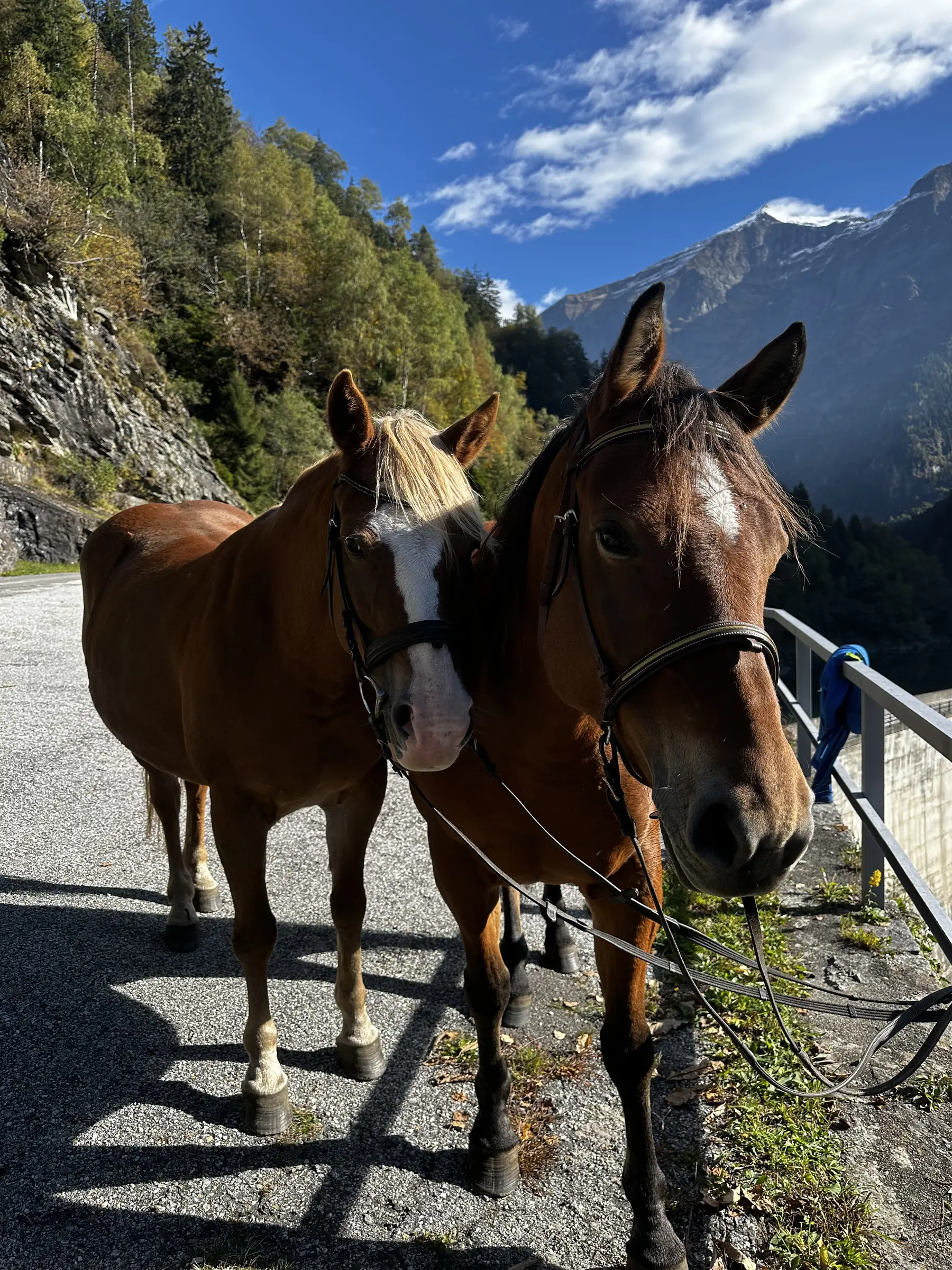 Due cavalli con le briglie su una strada di montagna, con le cime dietro